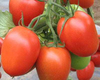 TOMATE BUGALUU